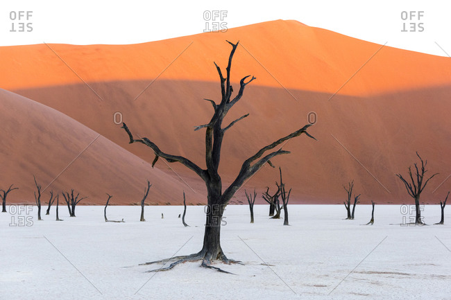 Dried out trees in a salt pan in the Namib desert