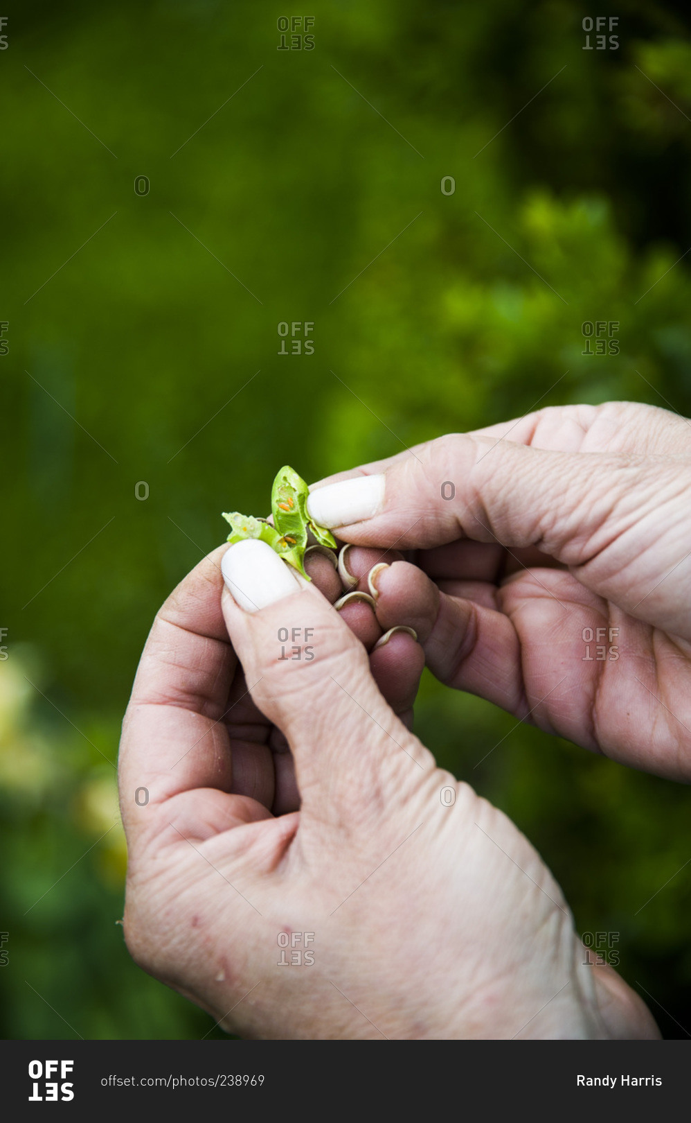 A woman opens a leaf to reveal a leaf miner insect