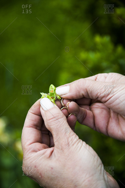 A woman opens a leaf to reveal a leaf miner insect