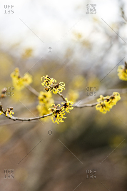 Yellow blossom on a witch hazel shrub