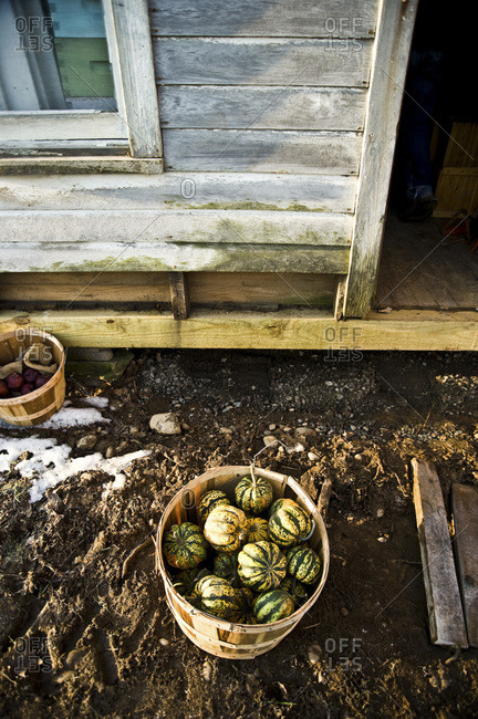 A barrel of gourds outside of a barn