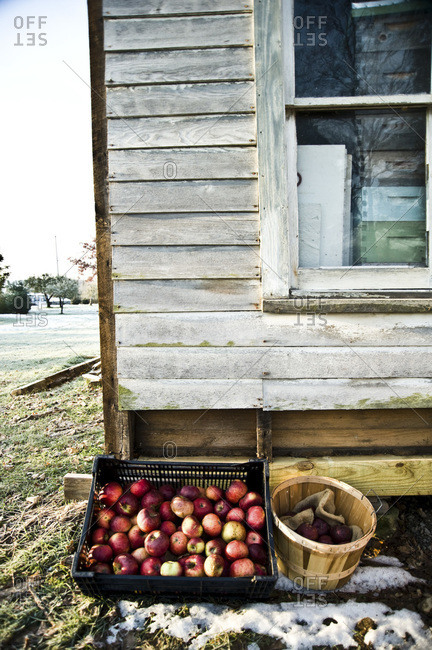 Barrels of apples outside of a barn