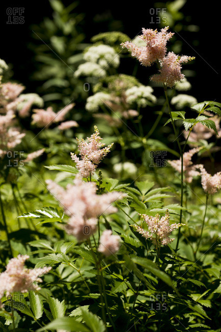 Small pink flowers in bloom in New York City