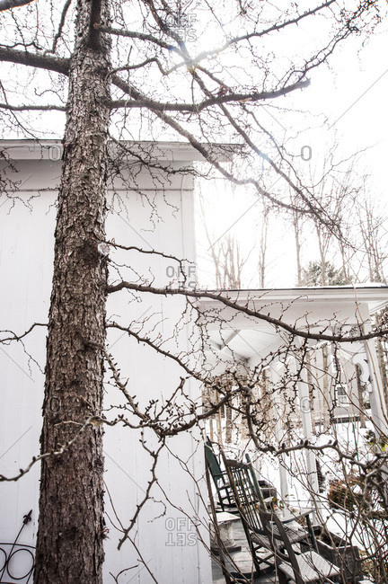 A tall tree outside of a white house in winter