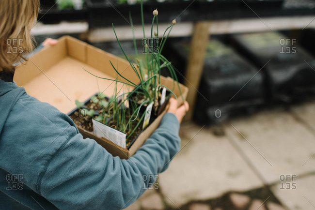 Child carrying young plants