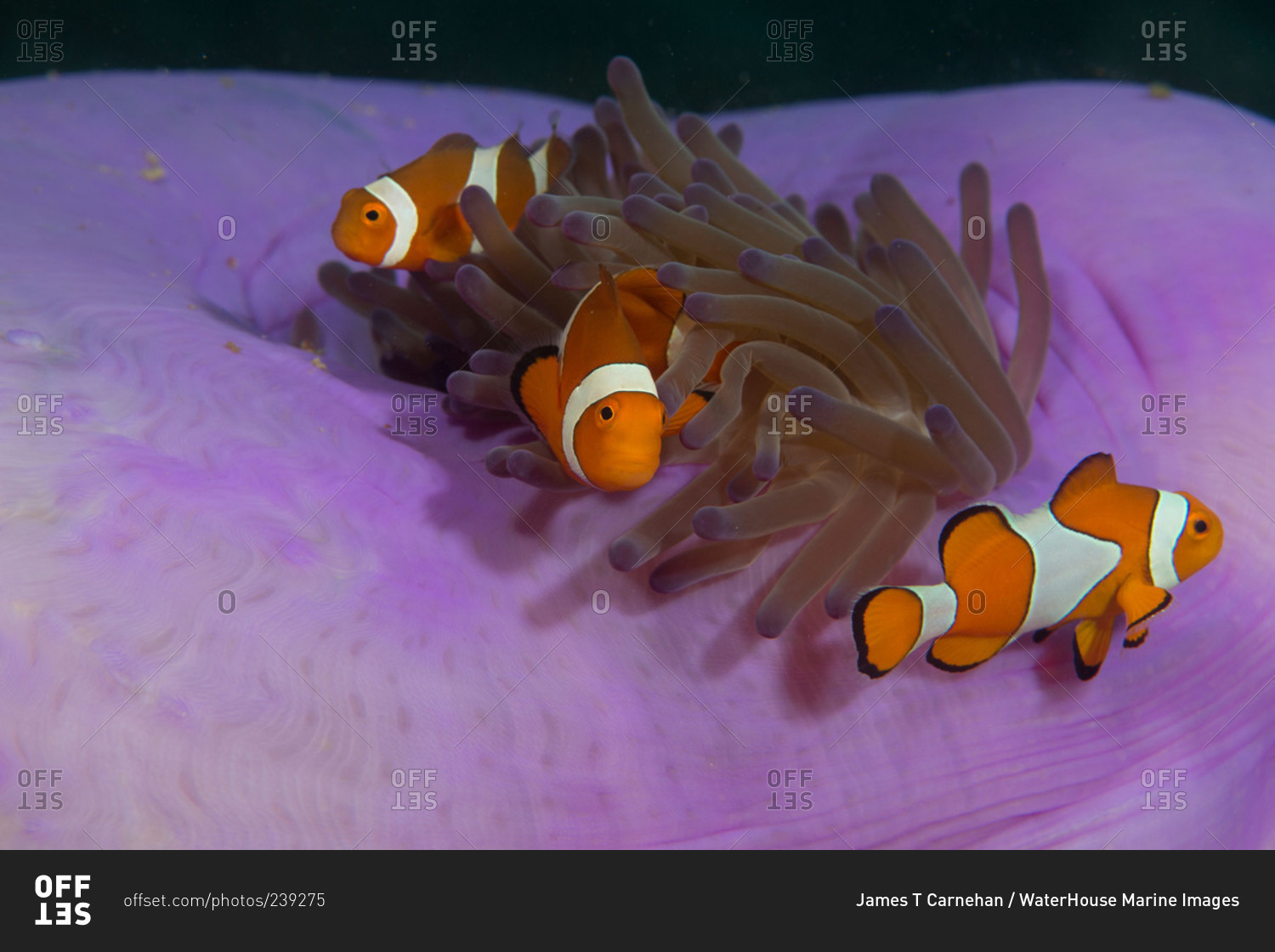 Trio of anemonefish in a magnificent sea anemone