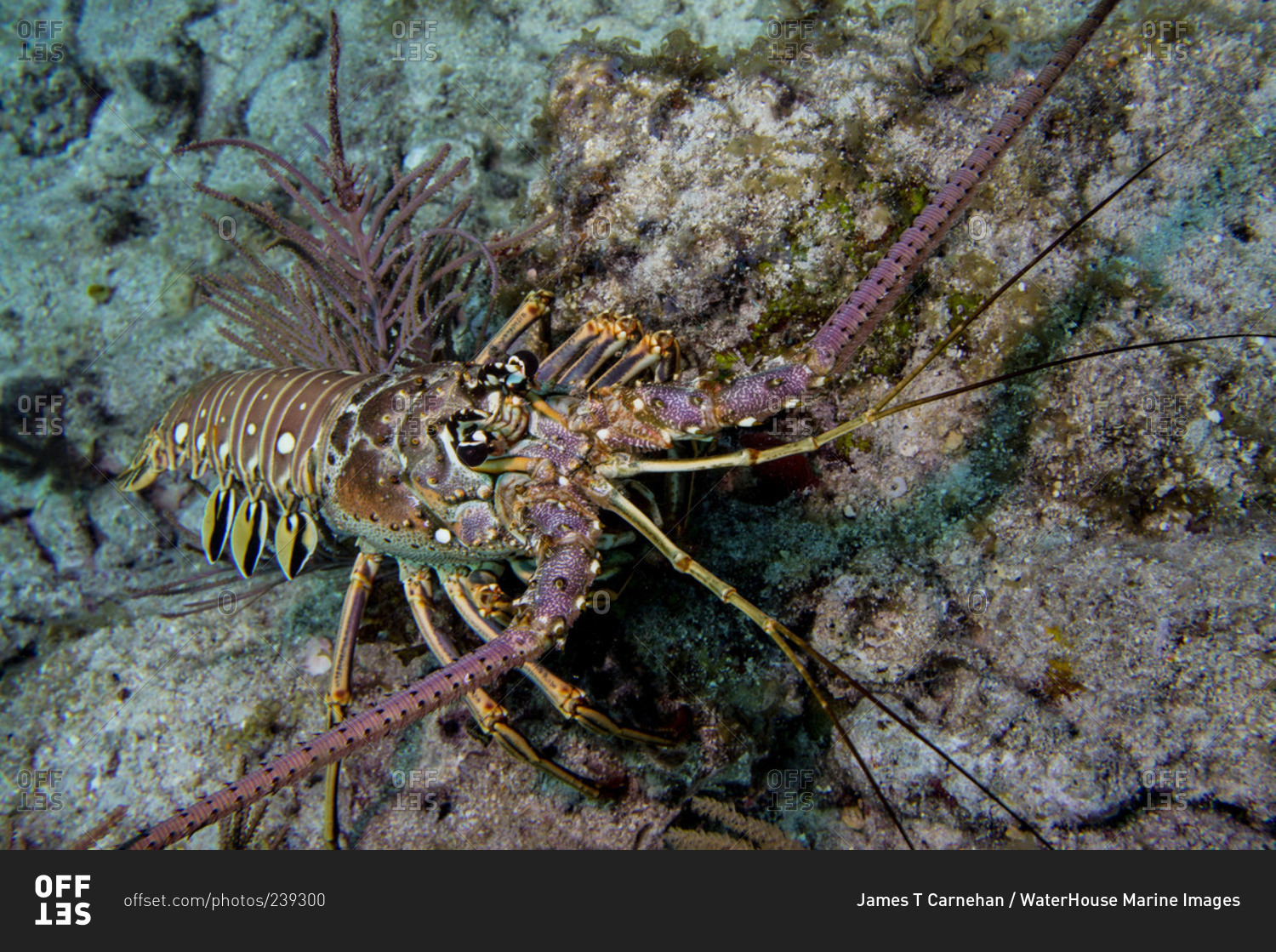 Spiny lobster scuttles across the ocean floor