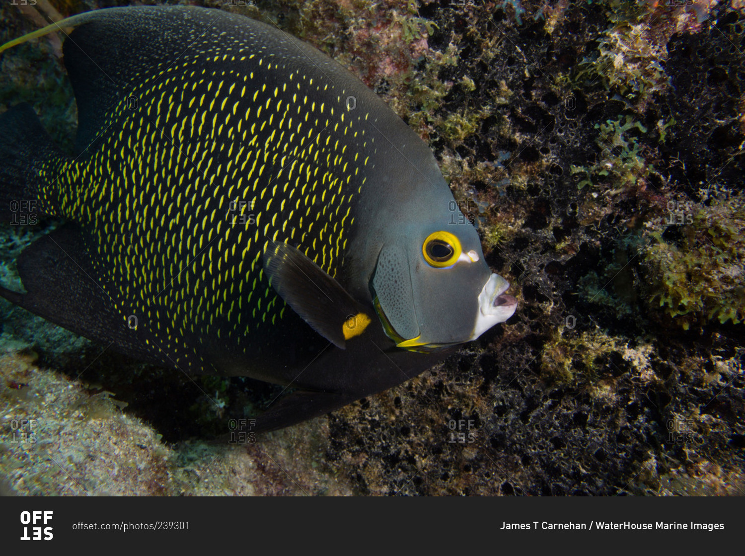 French angelfish on a coral reef in Key Largo
