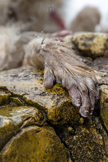 Hand of Japanese macaque gripping rock
