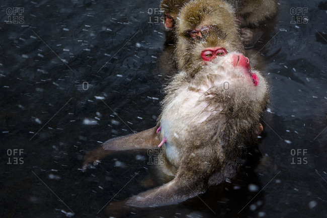 Japanese macaques in pool of water