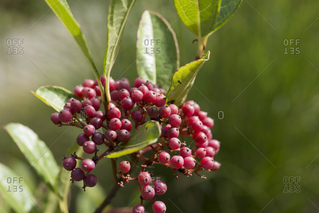A cluster of red berries