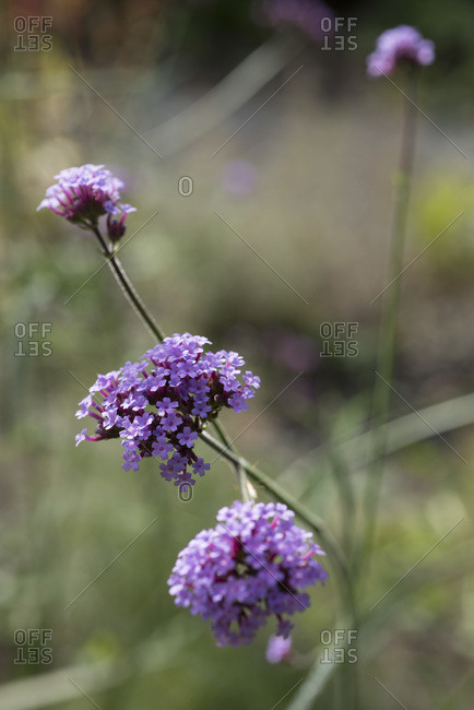 Verbena bonariensis clusters