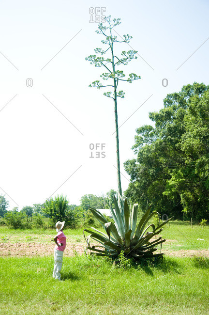 A farmer stands by an agave plant that is in bloom