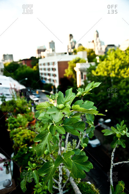 A fig tree on a rooftop garden