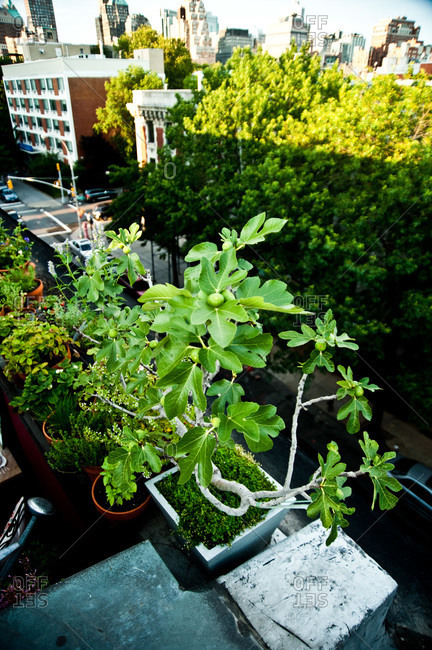 A fig tree growing on a rooftop garden