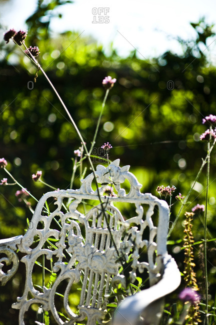 A chair overgrown with plants