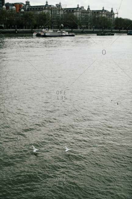 Seagulls skim across River Thames