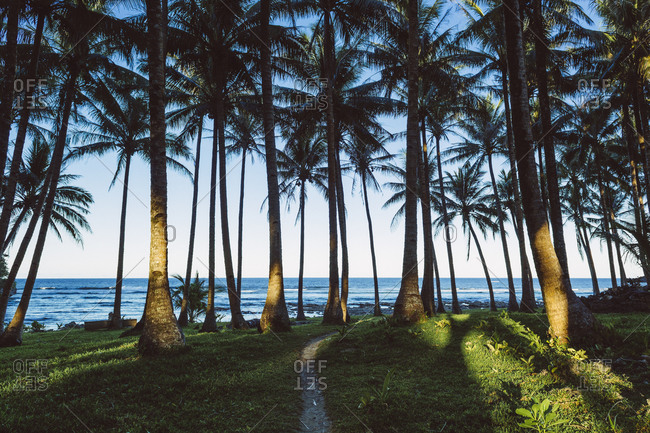 Jungle path to sea on Siargao Island, Philippines stock photo - OFFSET