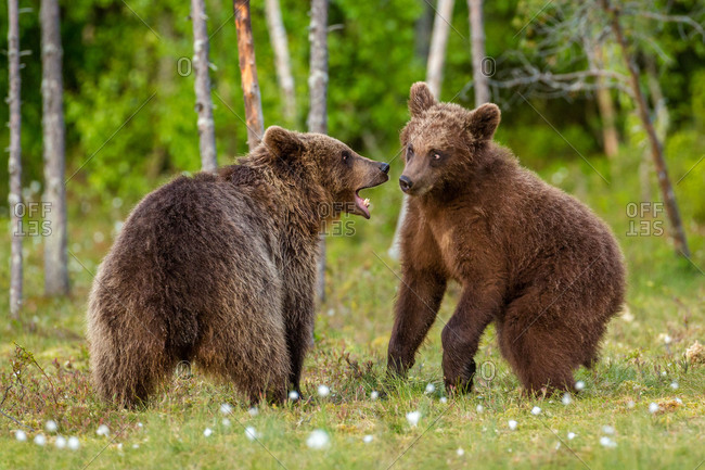 Brown bear juveniles play fight