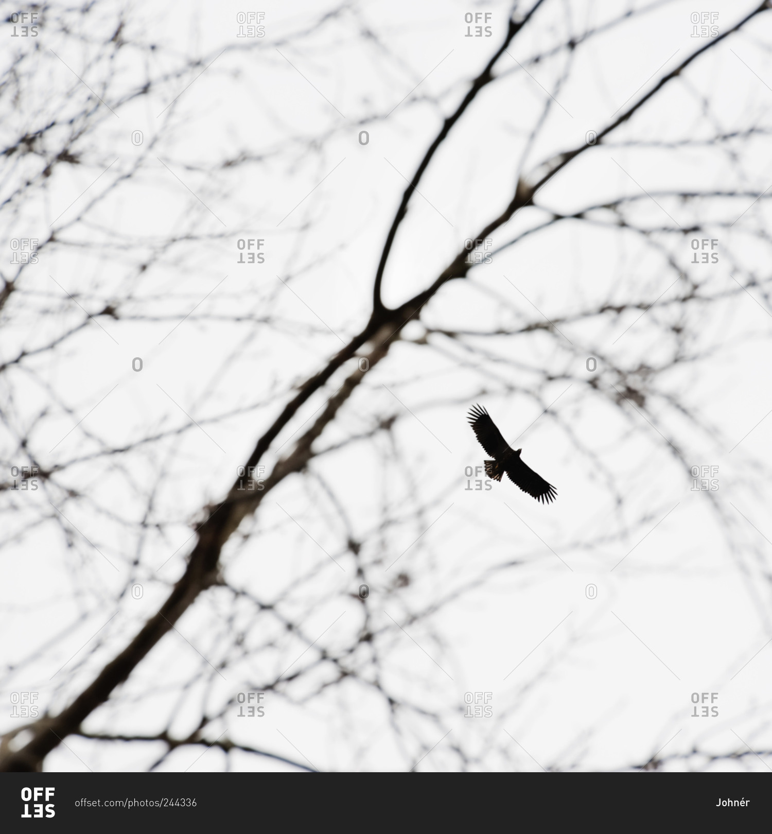 Bird soaring through branches
