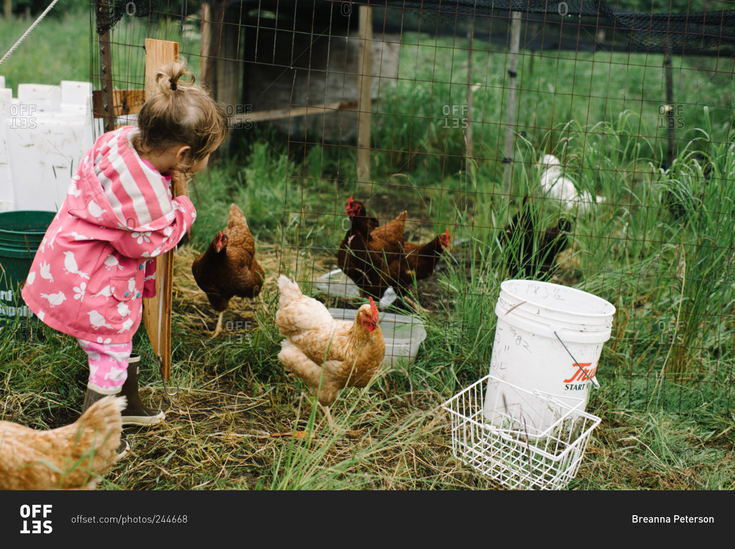 Little girl opening a chicken coop door