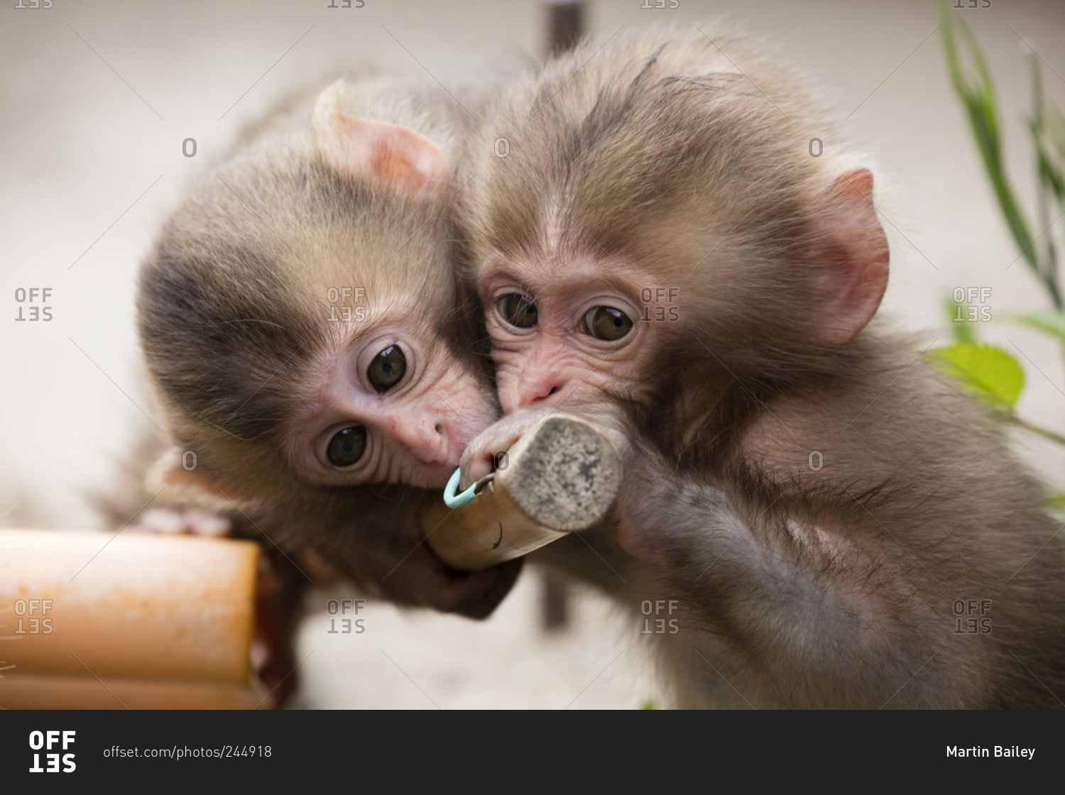 Two baby snow monkeys playing with broom handle
