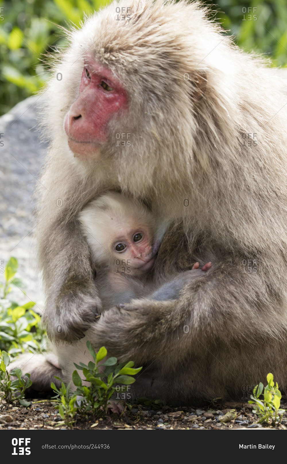 Monkey cuddles clearance