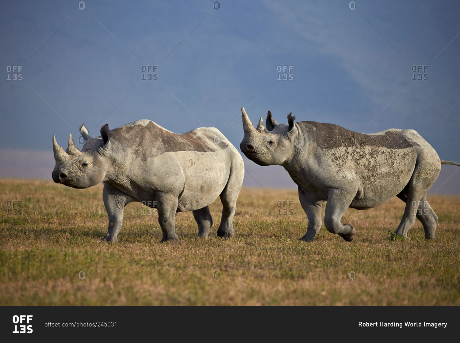 Two black rhinoceros (hook-lipped rhinoceros) (Diceros bicornis), Ngorongoro Crater, Tanzania, East Africa, Africa