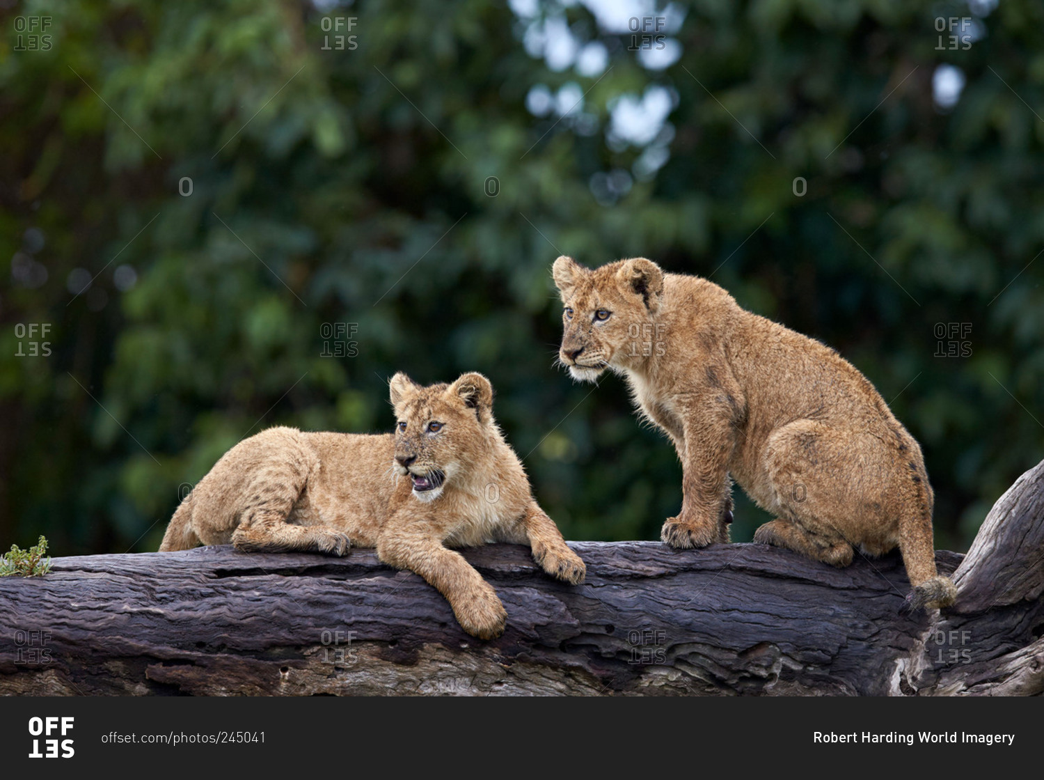 Lion (Panthera Leo) cubs on a downed tree trunk in the rain, Ngorongoro Crater, Tanzania, East Africa, Africa