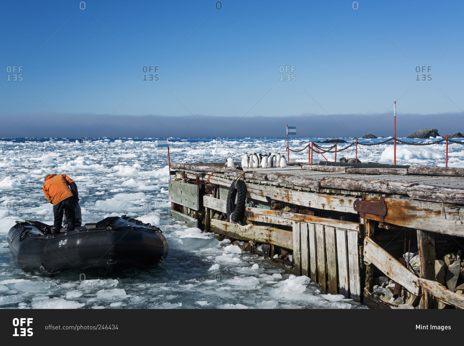 A scientist in rubber boat on the frozen ocean at Esperanza Base with Adelie penguins on the dock