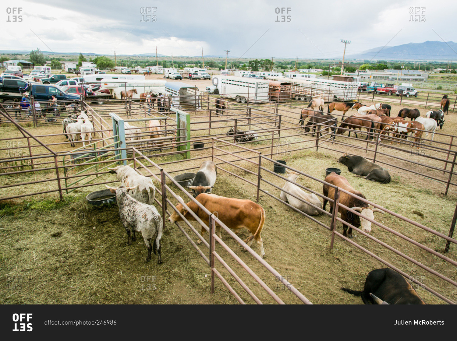 Cattle and horses in pens at a rodeo