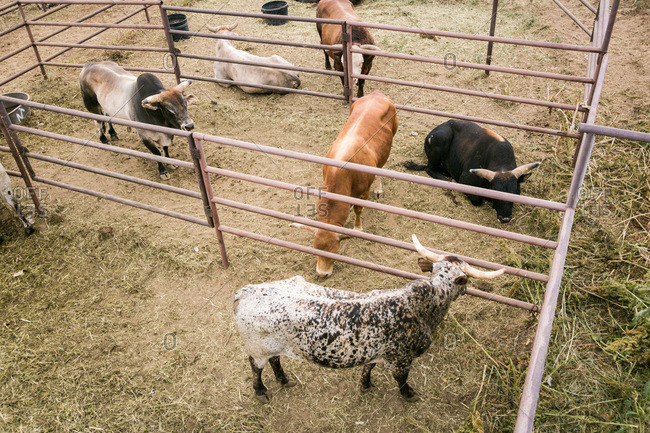 Cattle in pens at a rodeo