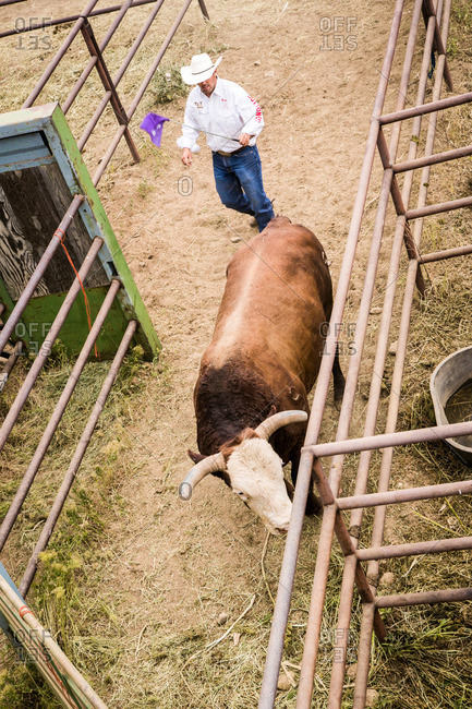Taos, New Mexico, USA - June 28, 2015: Bull being led through a chute