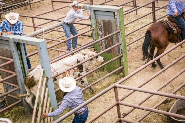 A pen holds bulls and cattle for Arizona black rodeo events stock photo -  OFFSET