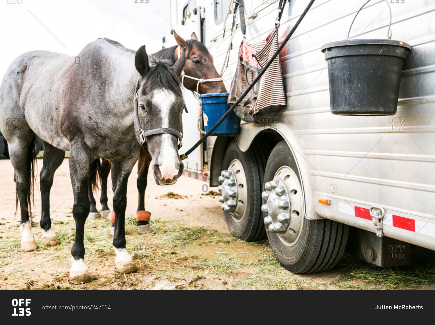 Horses tied to a horse trailer