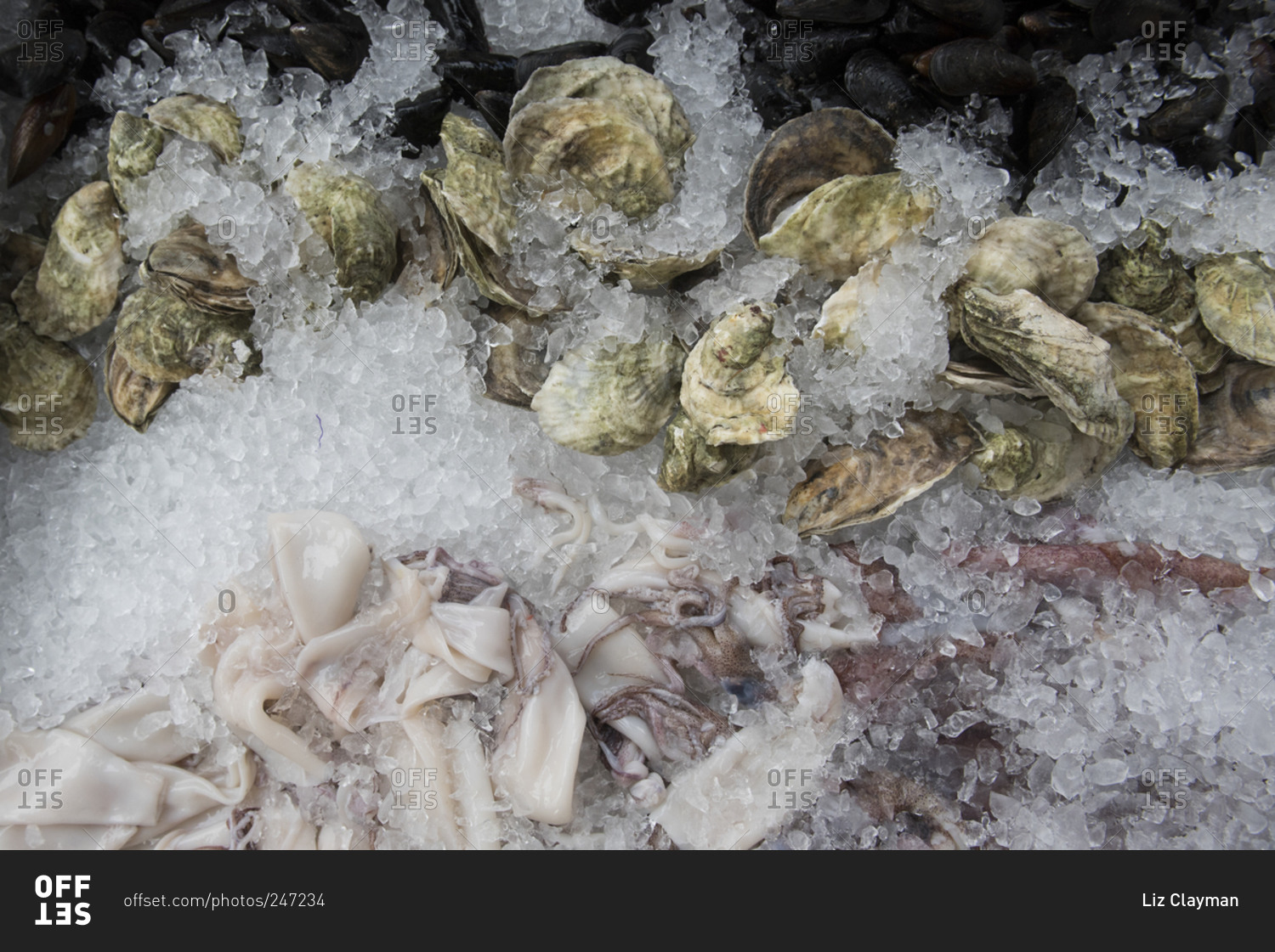 Oysters, mussels and squid on ice