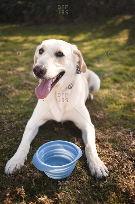 A dog lays by a water bowl outside