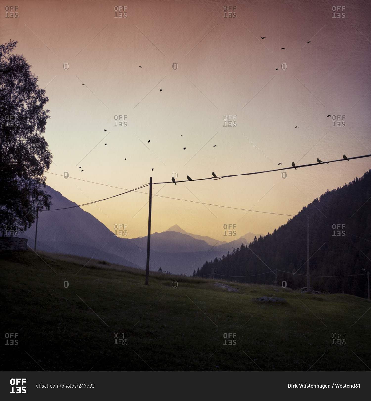 Mountain pasture and birds at sunset, Lombardy