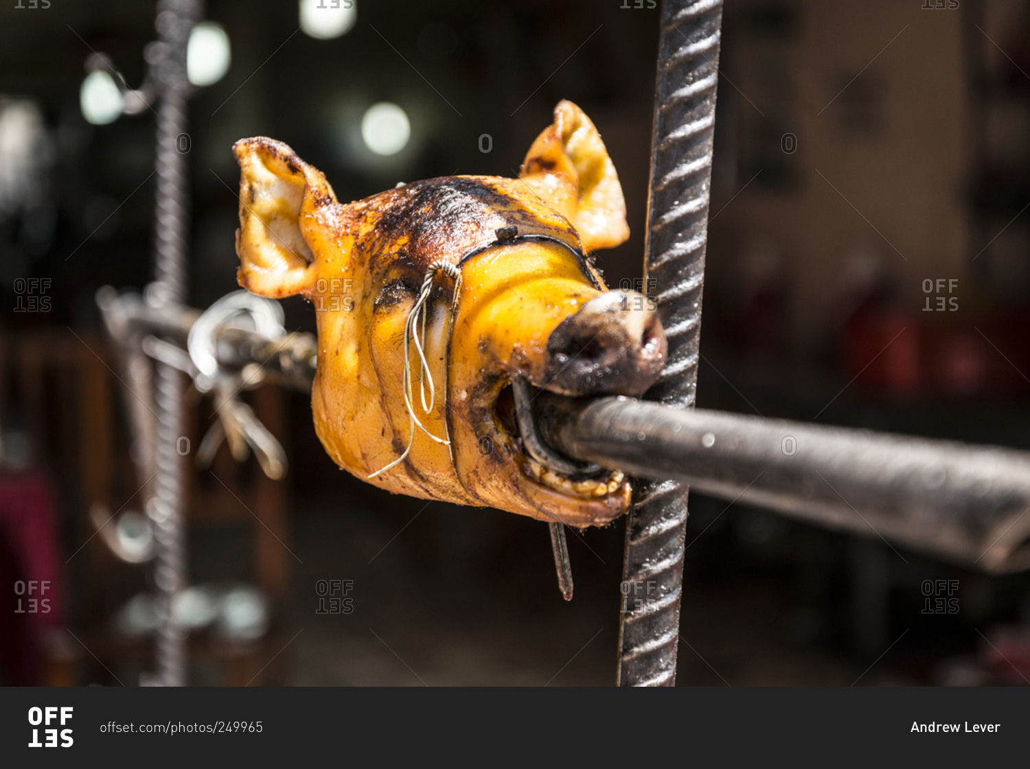 Pig head roasting on a spit stock photo OFFSET