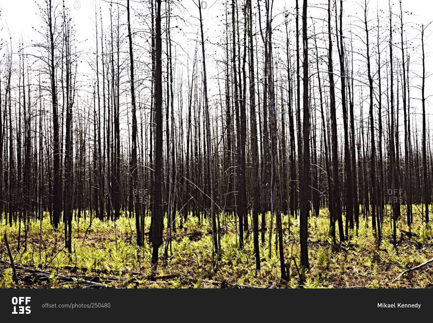 Forest regrowth after a fire