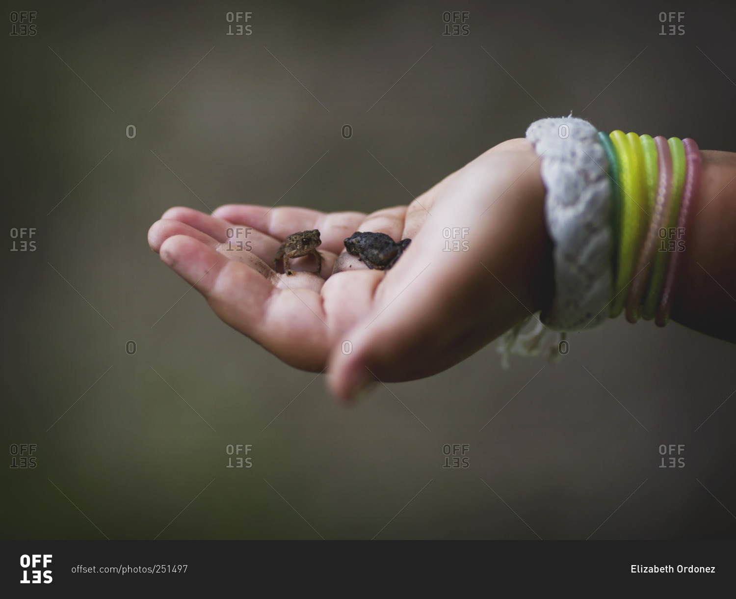 A girl holds baby frogs