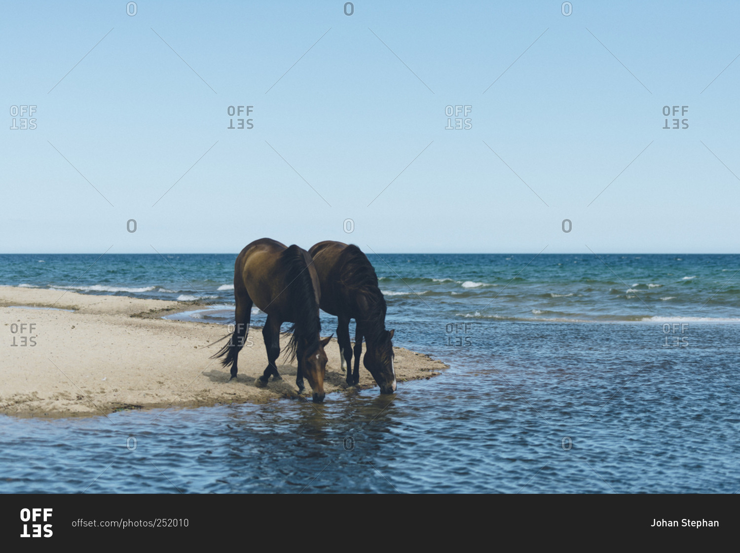 Wild Horses Drink Water At The Beach In Sweden Stock Photo Offset