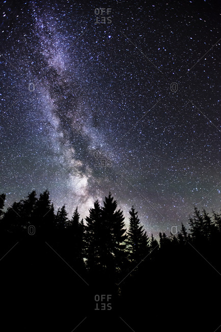 Starry night sky above trees