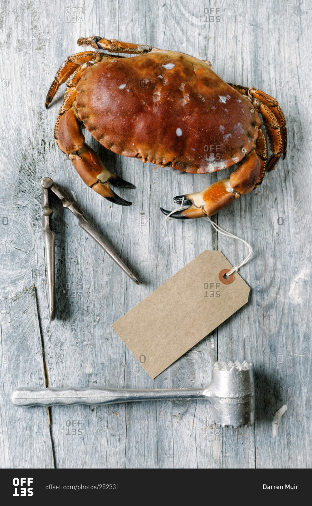 A steamed crab next to a cracker and a mallet