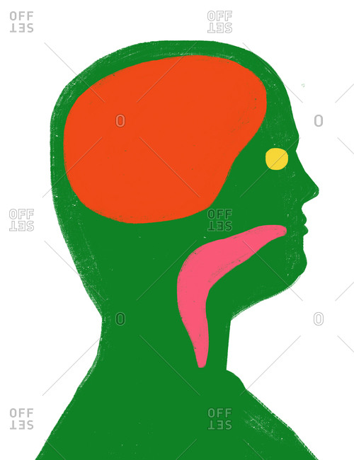An illustration of the inside of a person's head