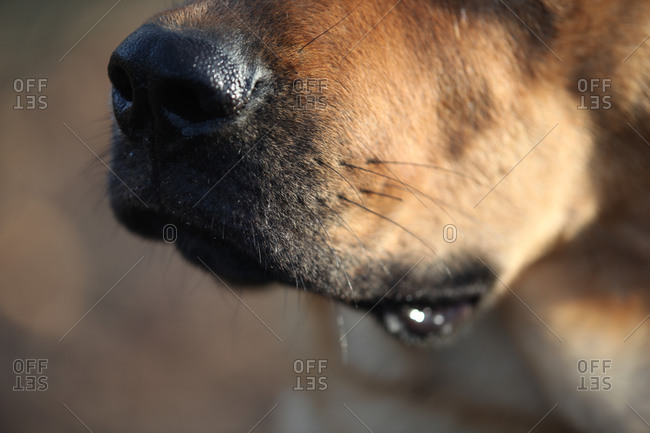 Close up of dog's snout and whiskers