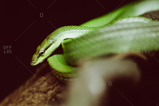 A bright green tree snake rests on a branch at the Singapore Zoo