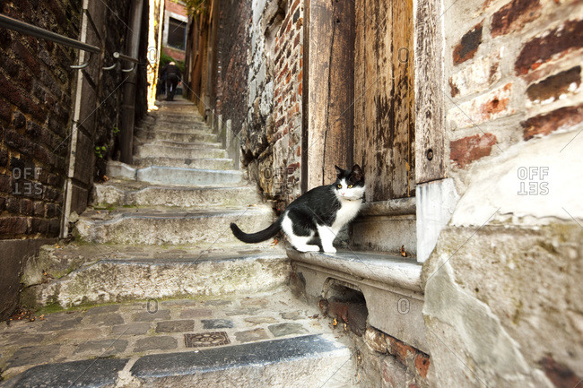 Narrow shop cat stairs