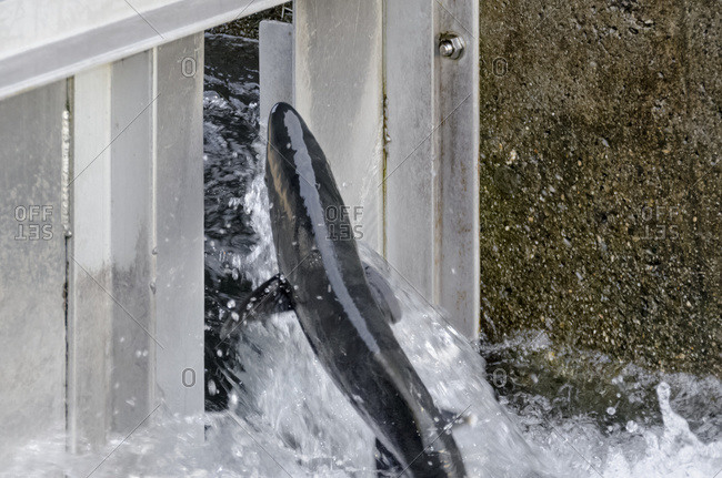 Chum Salmon leaping to clear chute at top of fish ladder at Macaulay Salmon Hatchery in Juneau, Alaska