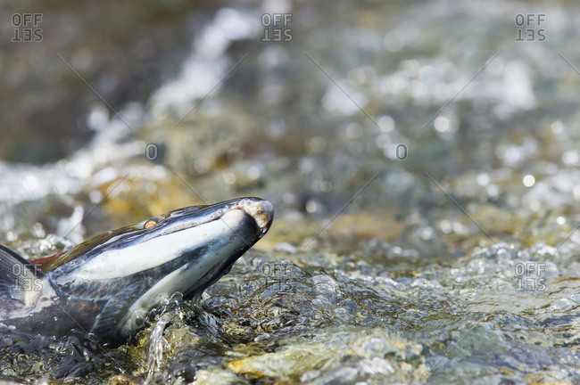 Sockeye salmon (Oncorhynchus nerka) struggles upstream in Paxson, Alaska